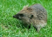 Hedgehog